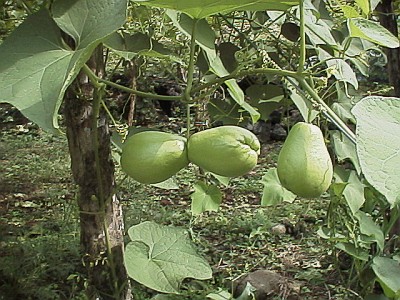 chayote6