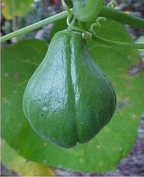 chayote7