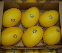 melon4